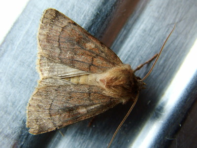 Six-striped Rustic